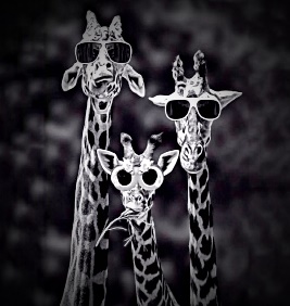 Giraffen tragen Sonnenbrillen